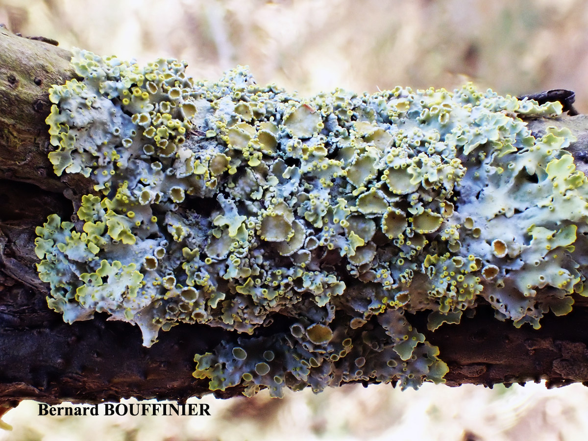 Xanthoria parietina forme ramicole des milieux marins de la zone mésique.